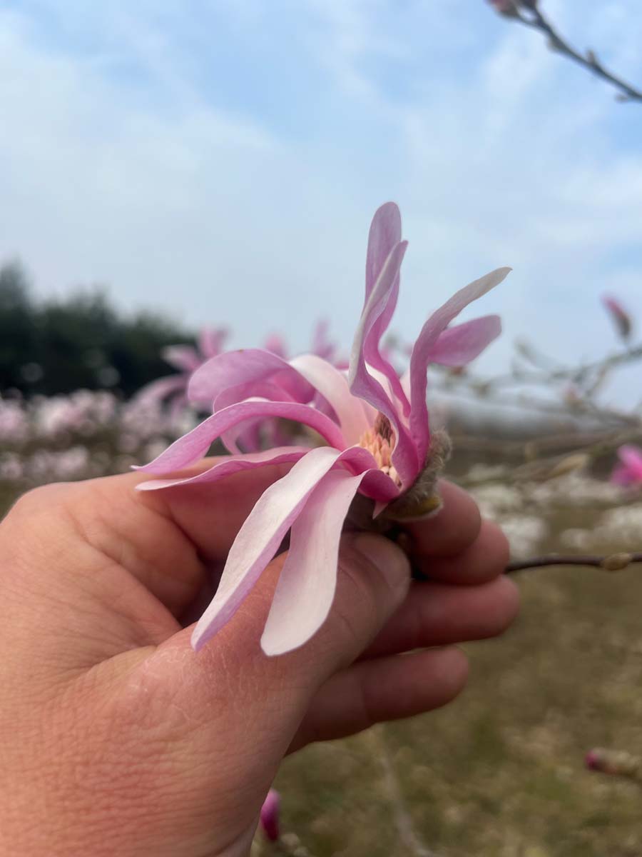 Magnolia loebneri 'Leonard Messel' op stam bloem