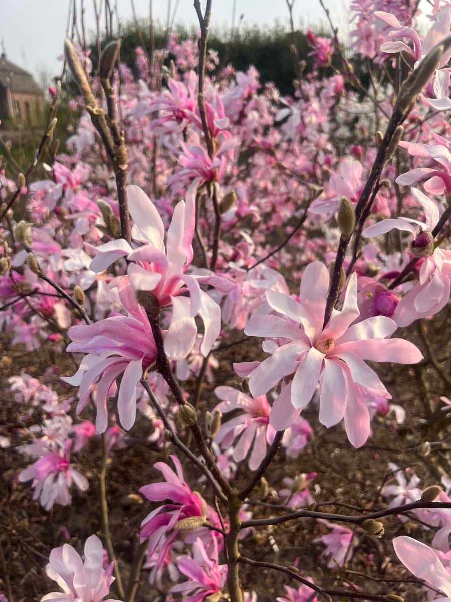 Magnolia loebneri 'Leonard Messel' solitair bloesem