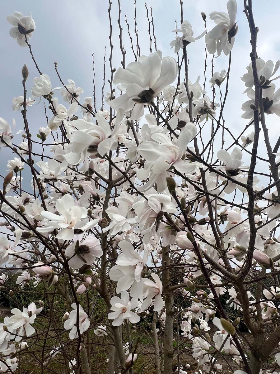 Magnolia loebneri 'Merrill' op stam bloesem
