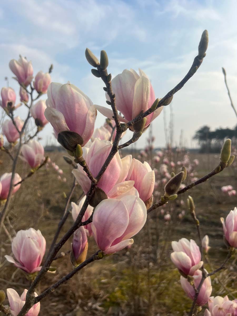 Magnolia soulangeana op stam bloesem