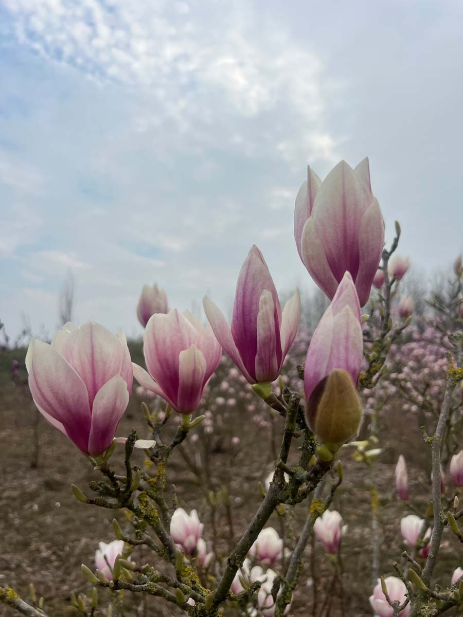 Magnolia soulangeana 'Alexandrina' meerstammig / struik bloesem