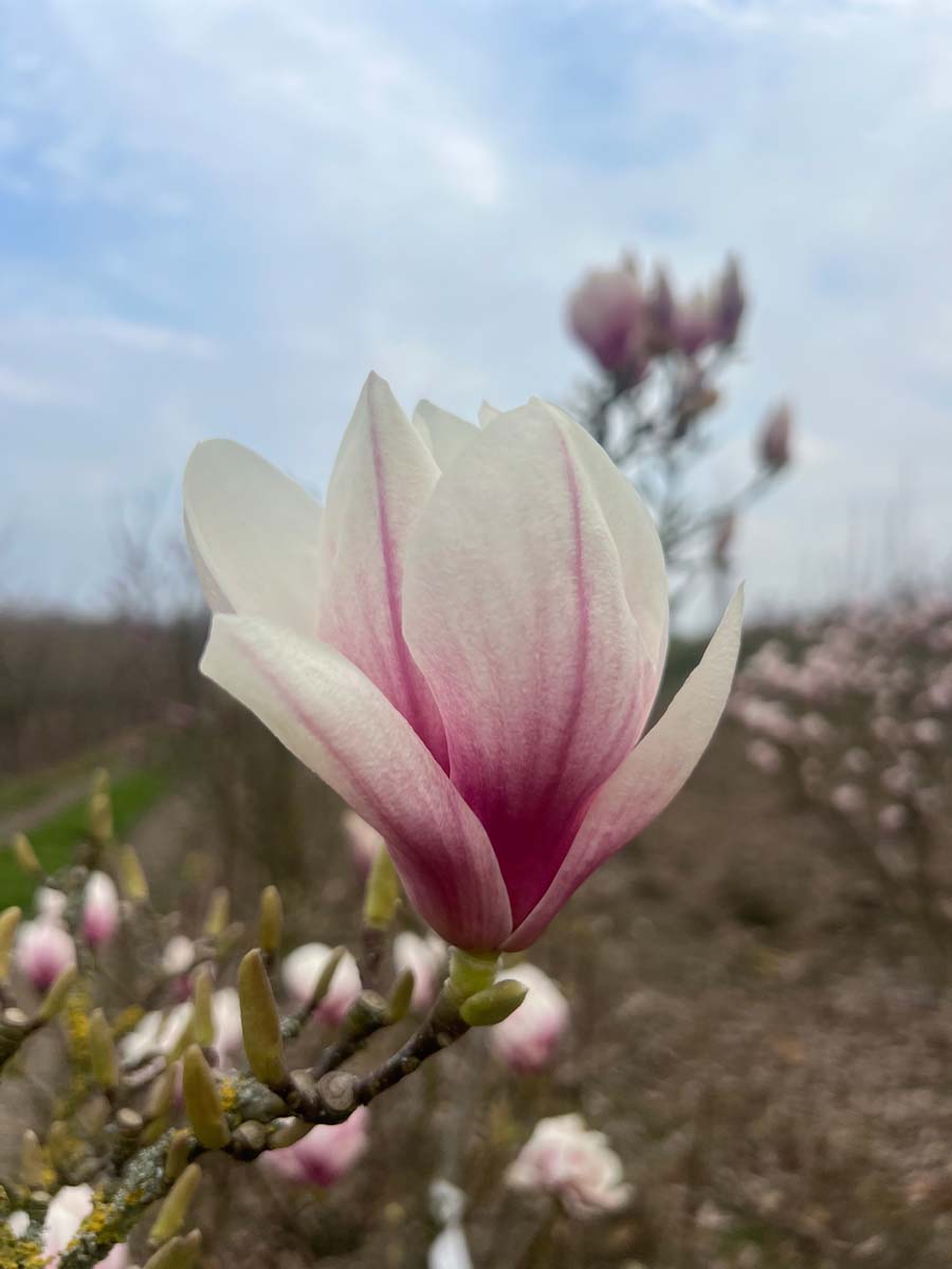 Magnolia soulangeana 'Alexandrina' meerstammig / struik bloem