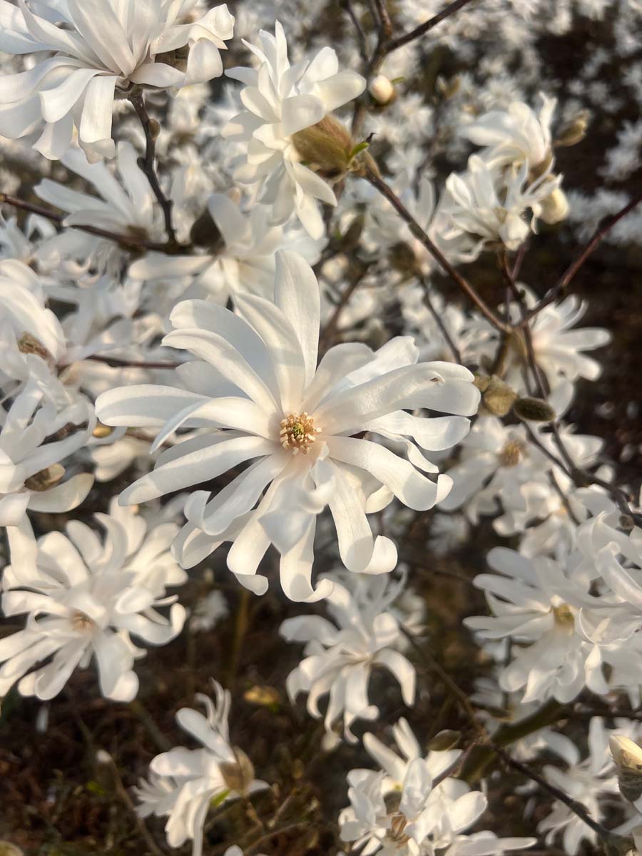 Magnolia stellata 'Royal Star' solitair bloesem