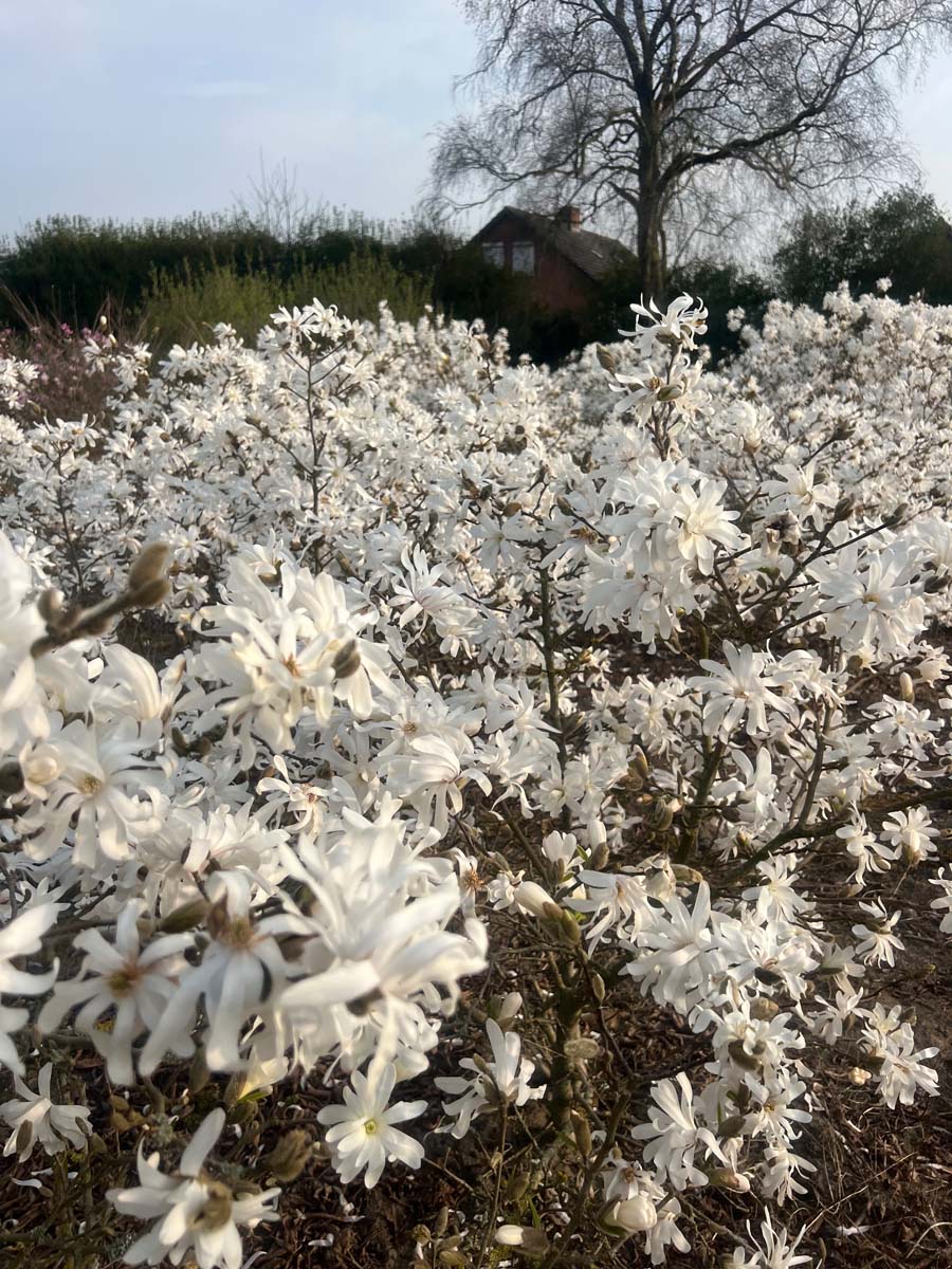 Magnolia stellata 'Royal Star' op stam bloesem