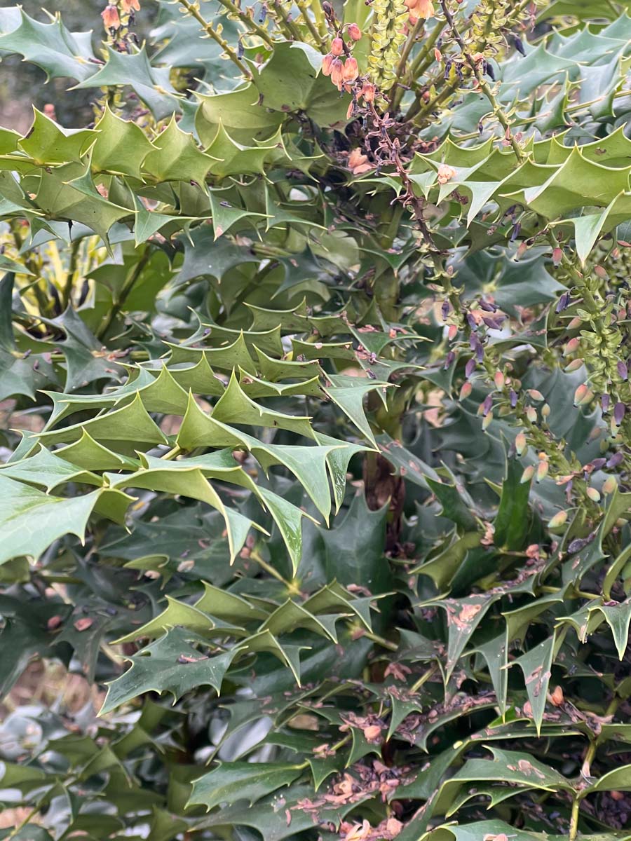 Mahonia media 'Charity' blad