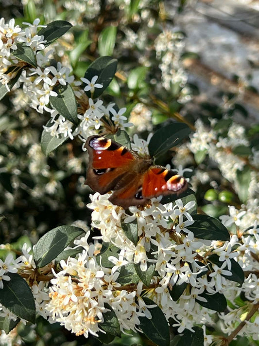 Osmanthus burkwoodii op stam biodiversiteit