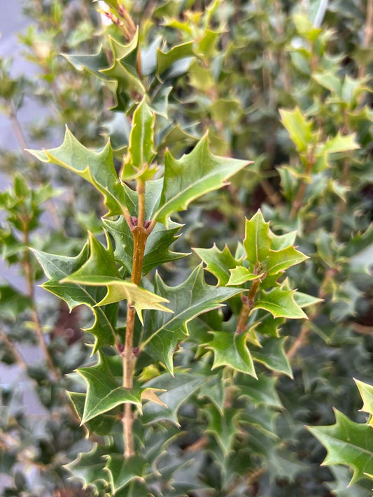 Osmanthus heterophyllus op stam blad