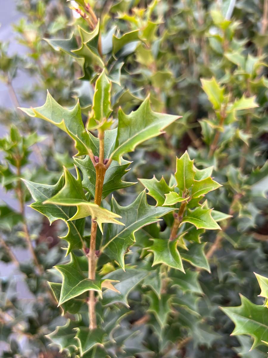 Osmanthus heterophyllus Tuinplanten blad