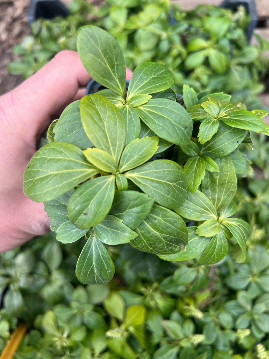 Pachysandra terminalis 'Green Carpet' blad