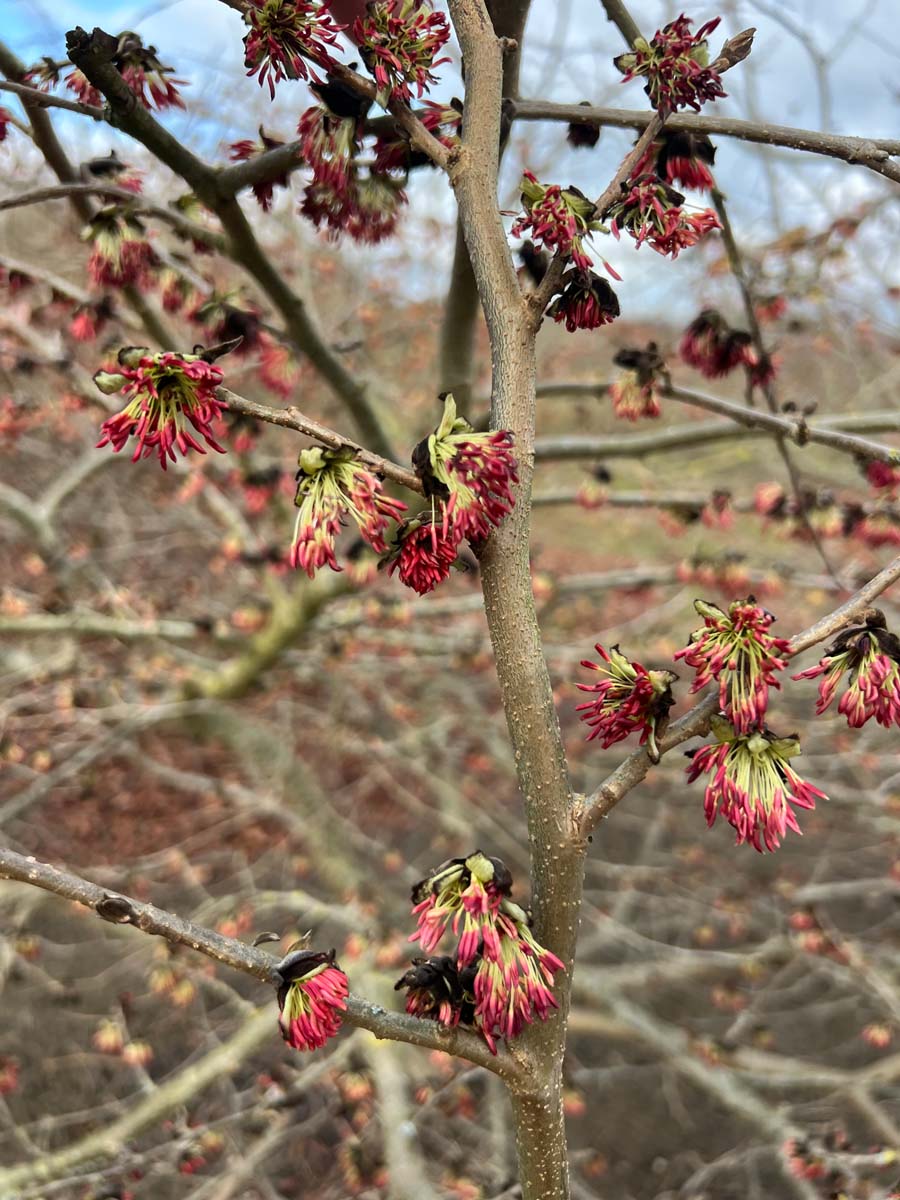 Parrotia persica haagplant bloem