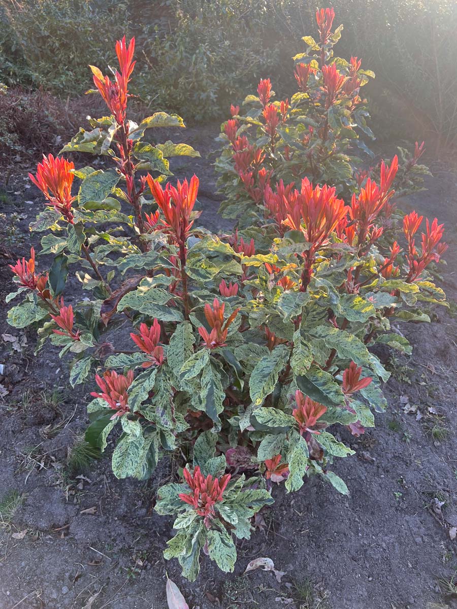 Photinia serratifolia 'Oploo5' meerstammig / struik bloem