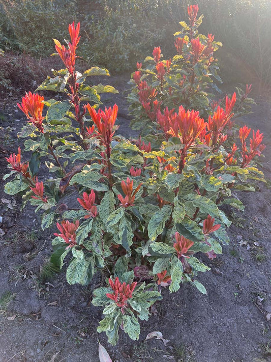 Photinia serratifolia 'Oploo5' meerstammig / struik bloem