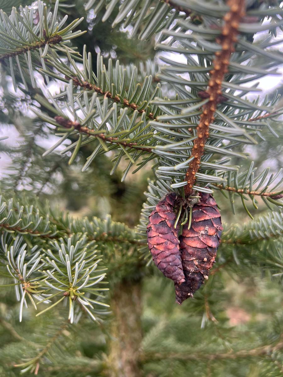 Picea omorika op stam kegel
