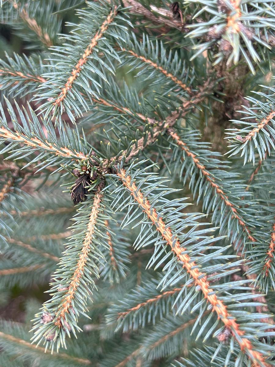 Picea pungens Glauca Group haagplant naald