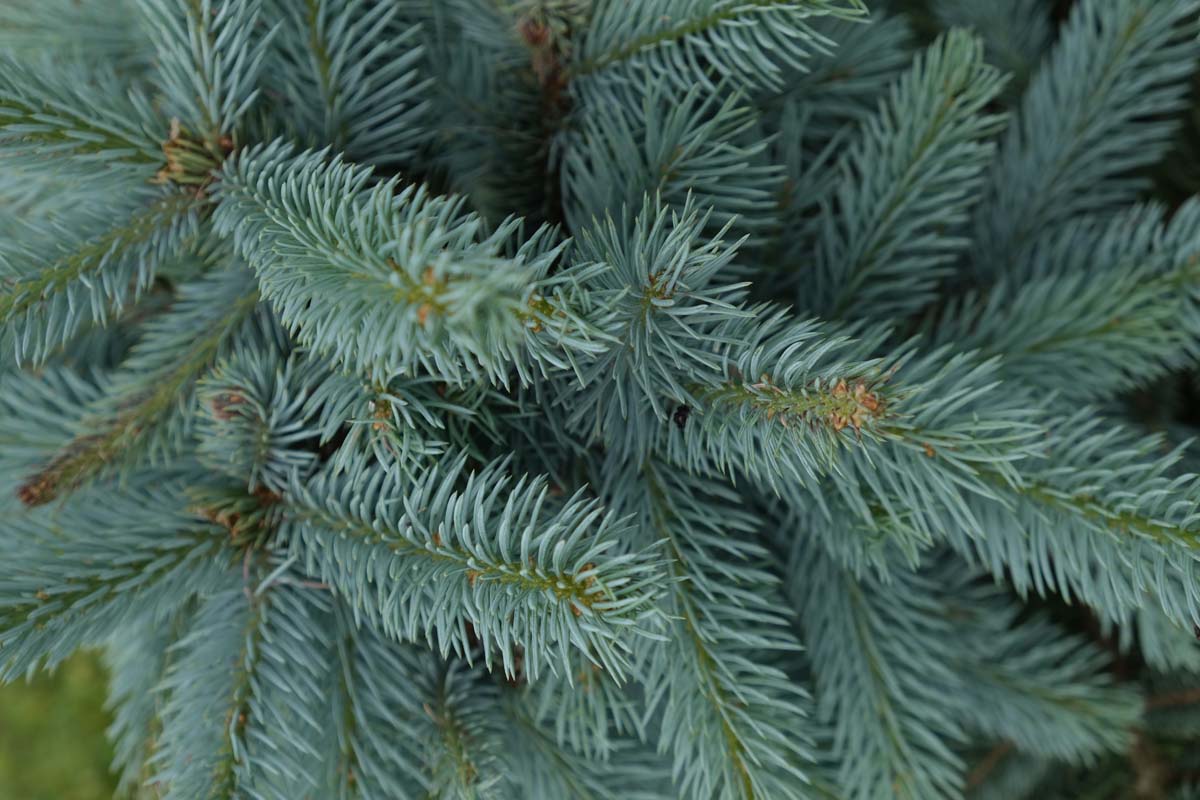 Picea pungens Glauca Group Tuinplanten naald