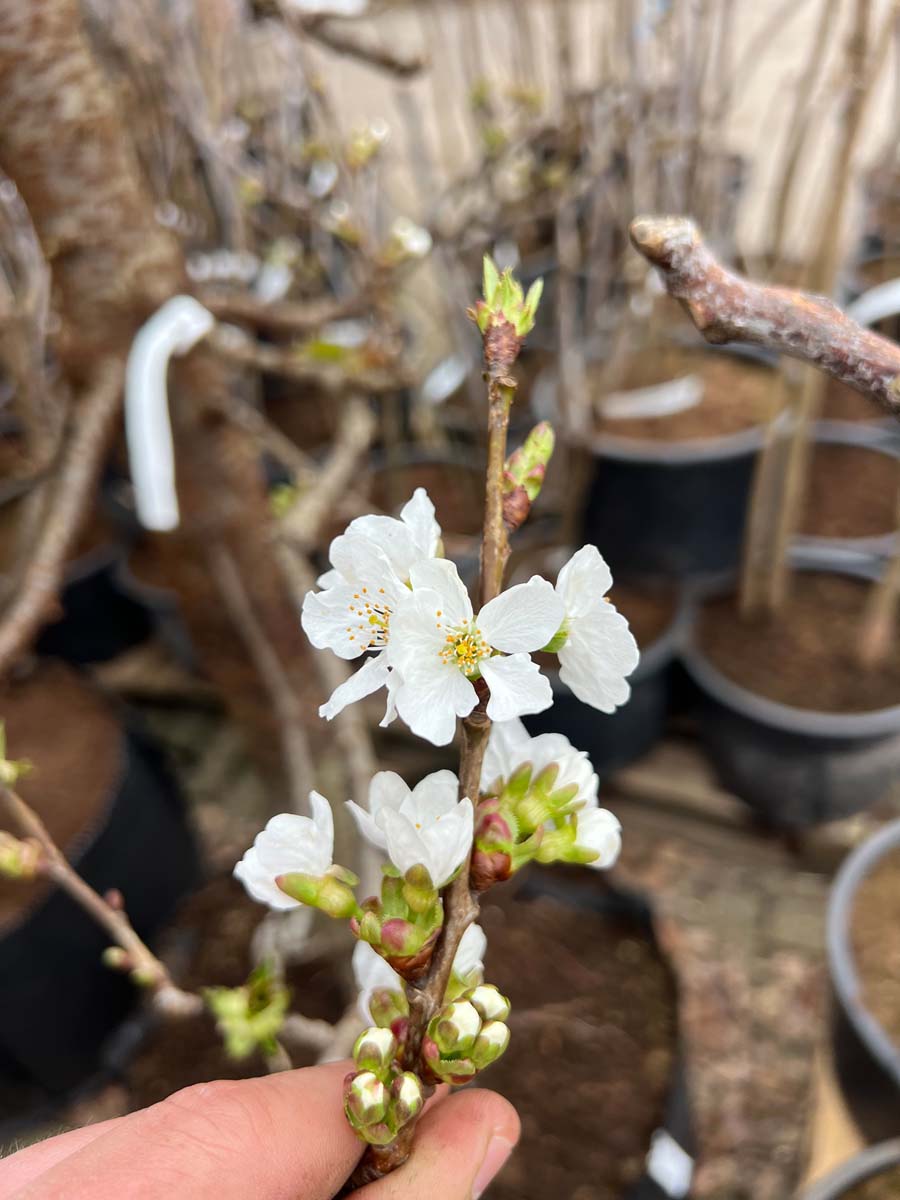 Prunus avium 'Bigarreau Burlat' op stam bloem