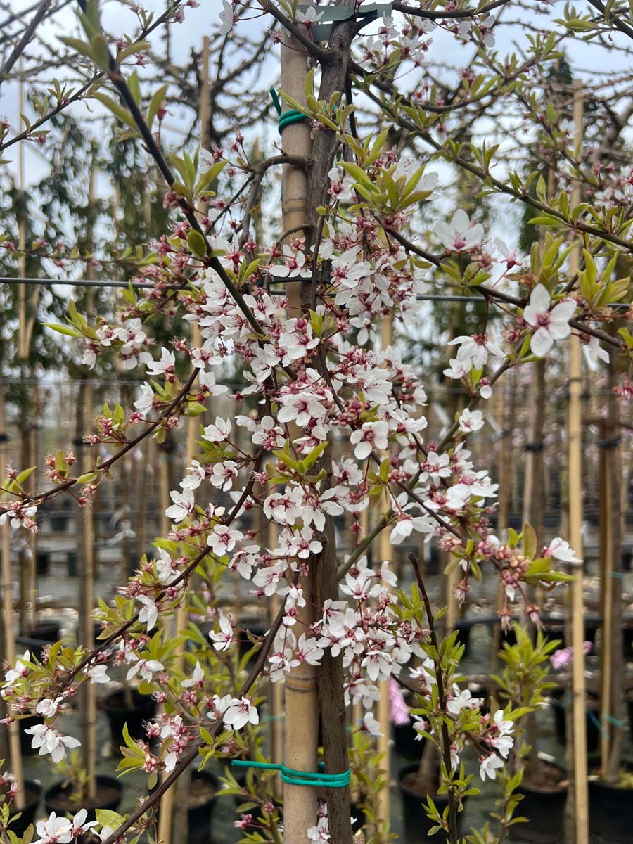 Prunus cerasifera 'Hessei' op stam bloesem