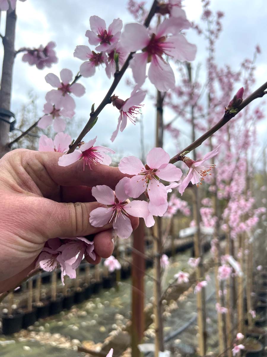 Prunus dulcis 'Robijn' op stam bloem