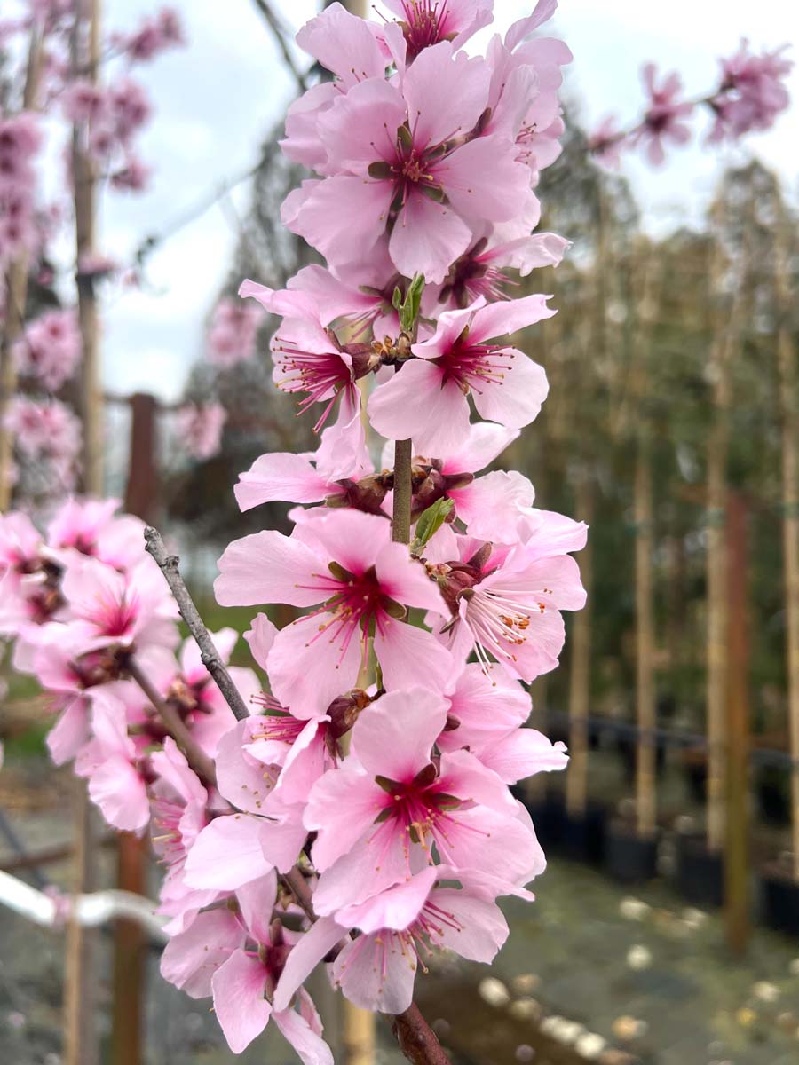 Prunus dulcis 'Robijn' op stam bloesem