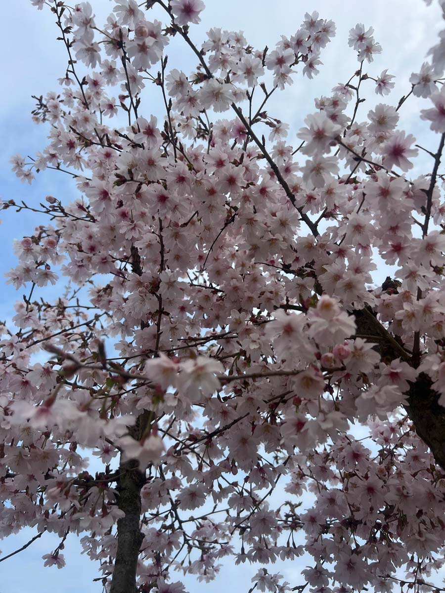 Prunus incisa 'February Pink' solitair kroon