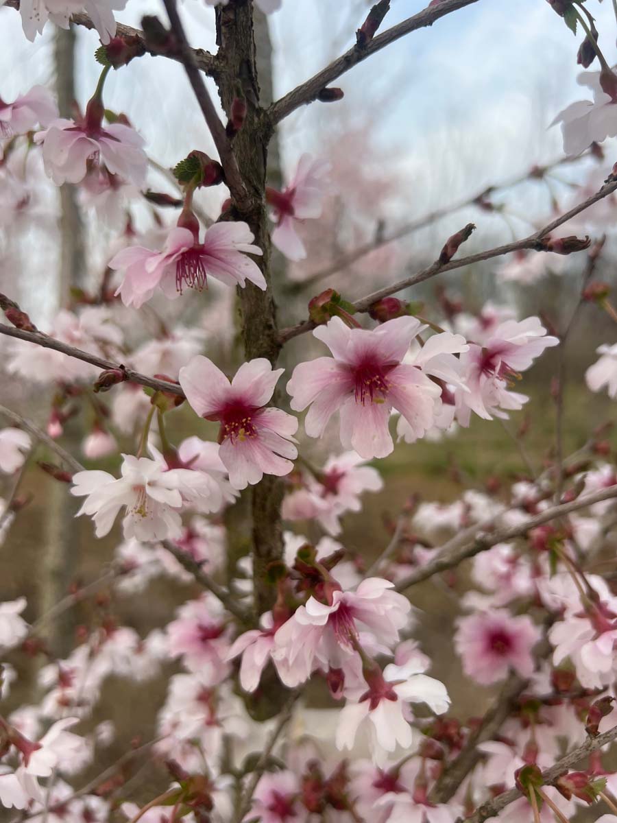 Prunus incisa 'February Pink' solitair bloesem