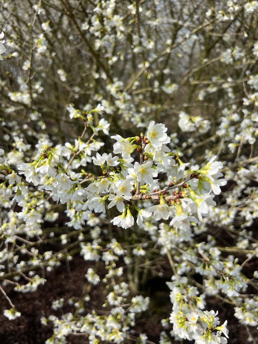 Prunus incisa 'Fujiyama' meerstammig / struik bloesem