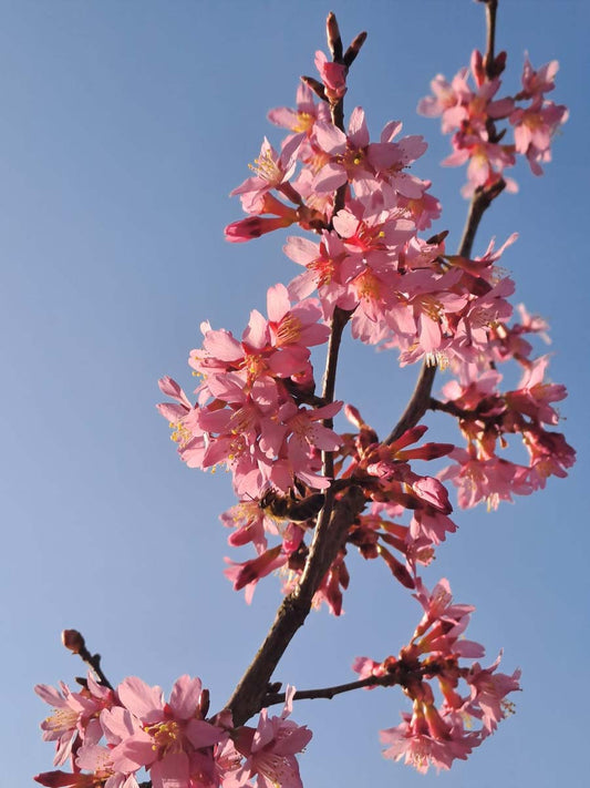 Prunus incisa 'Paean' meerstammig / struik bloem