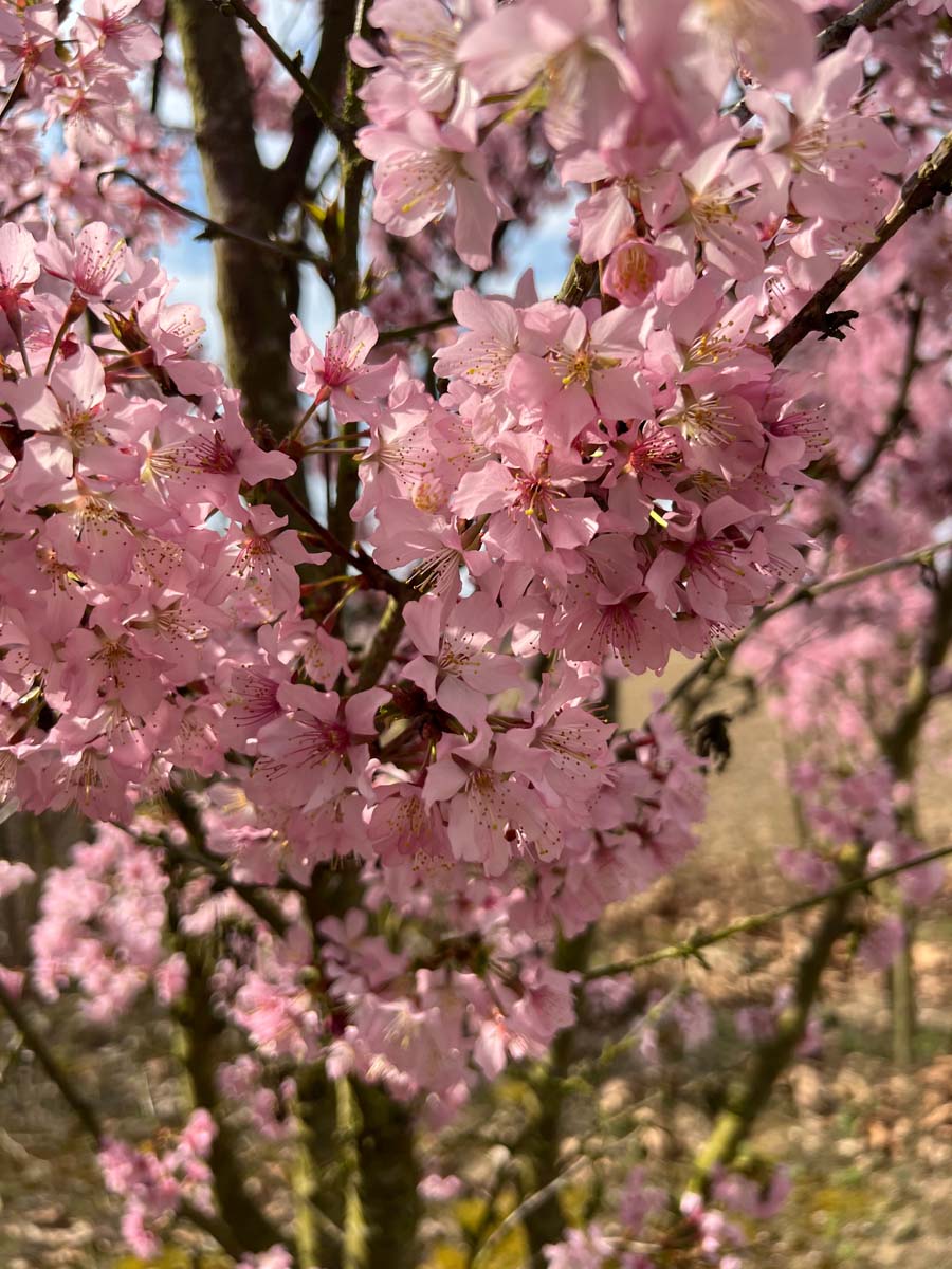 Prunus nipponica 'Ruby' op stam bloesem