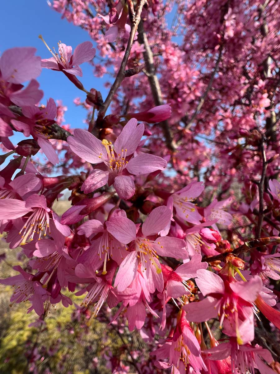 Prunus 'Okame' meerstammig / struik bloesem