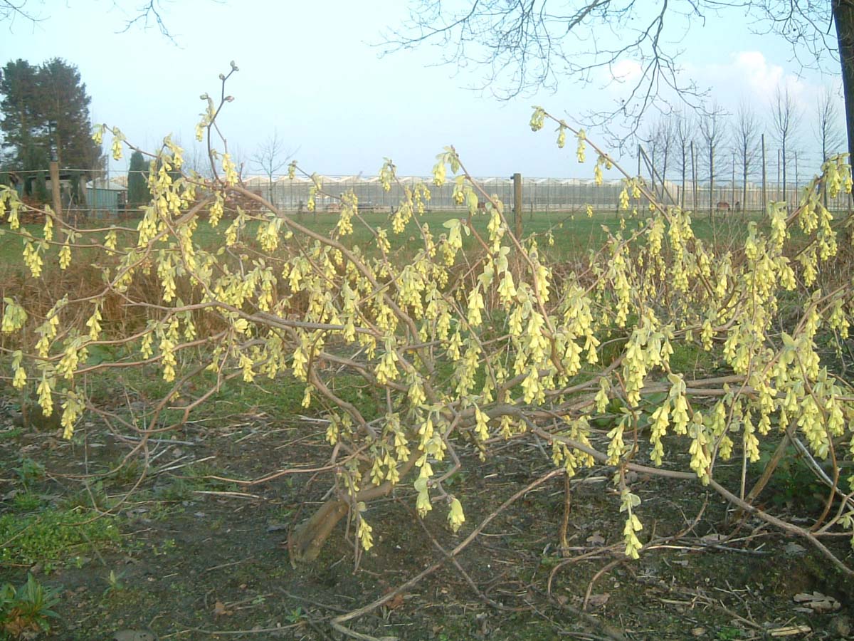 Corylopsis spicata