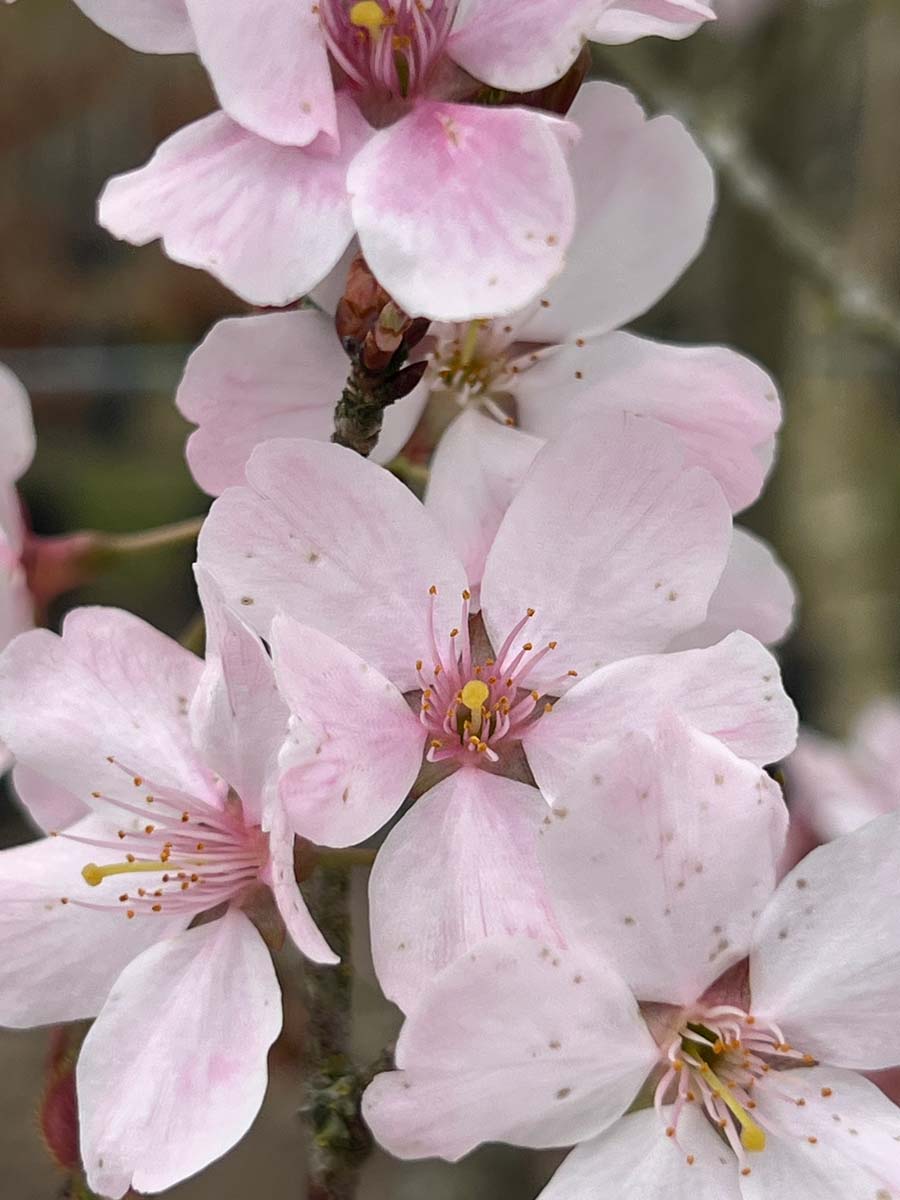 Prunus 'Pandora' op stam bloem