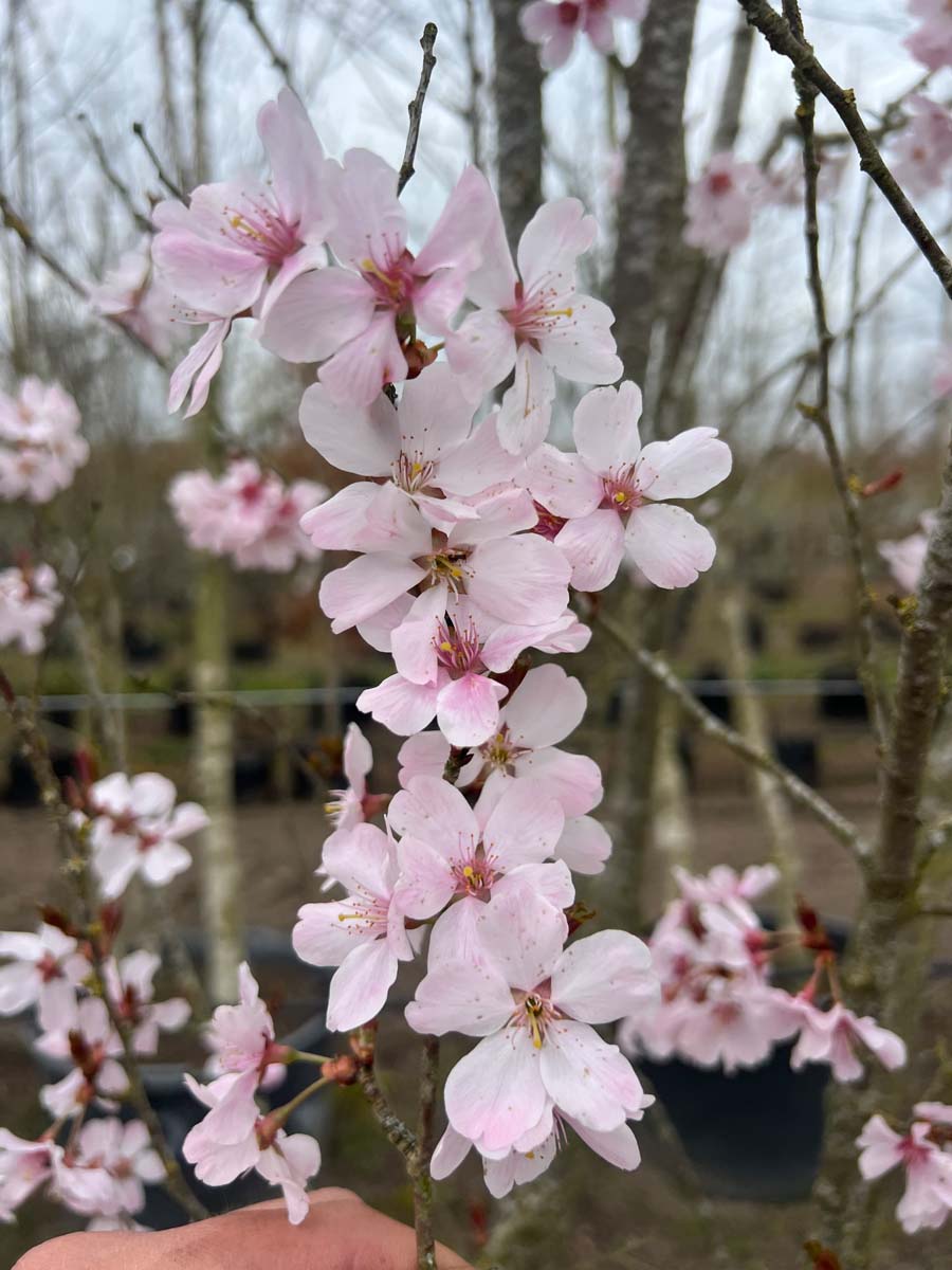 Prunus 'Pandora' haagplant bloesem