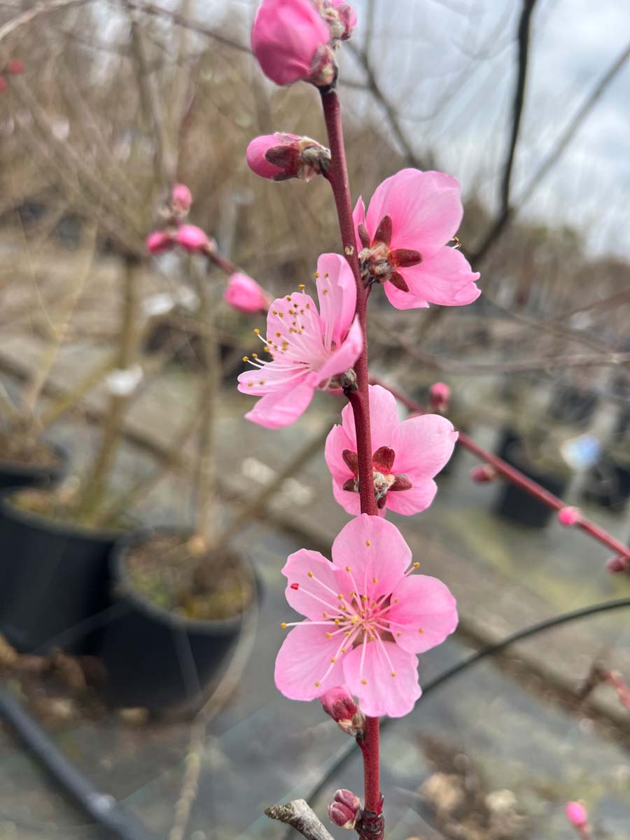 Prunus persica 'Champion' meerstammig / struik bloem