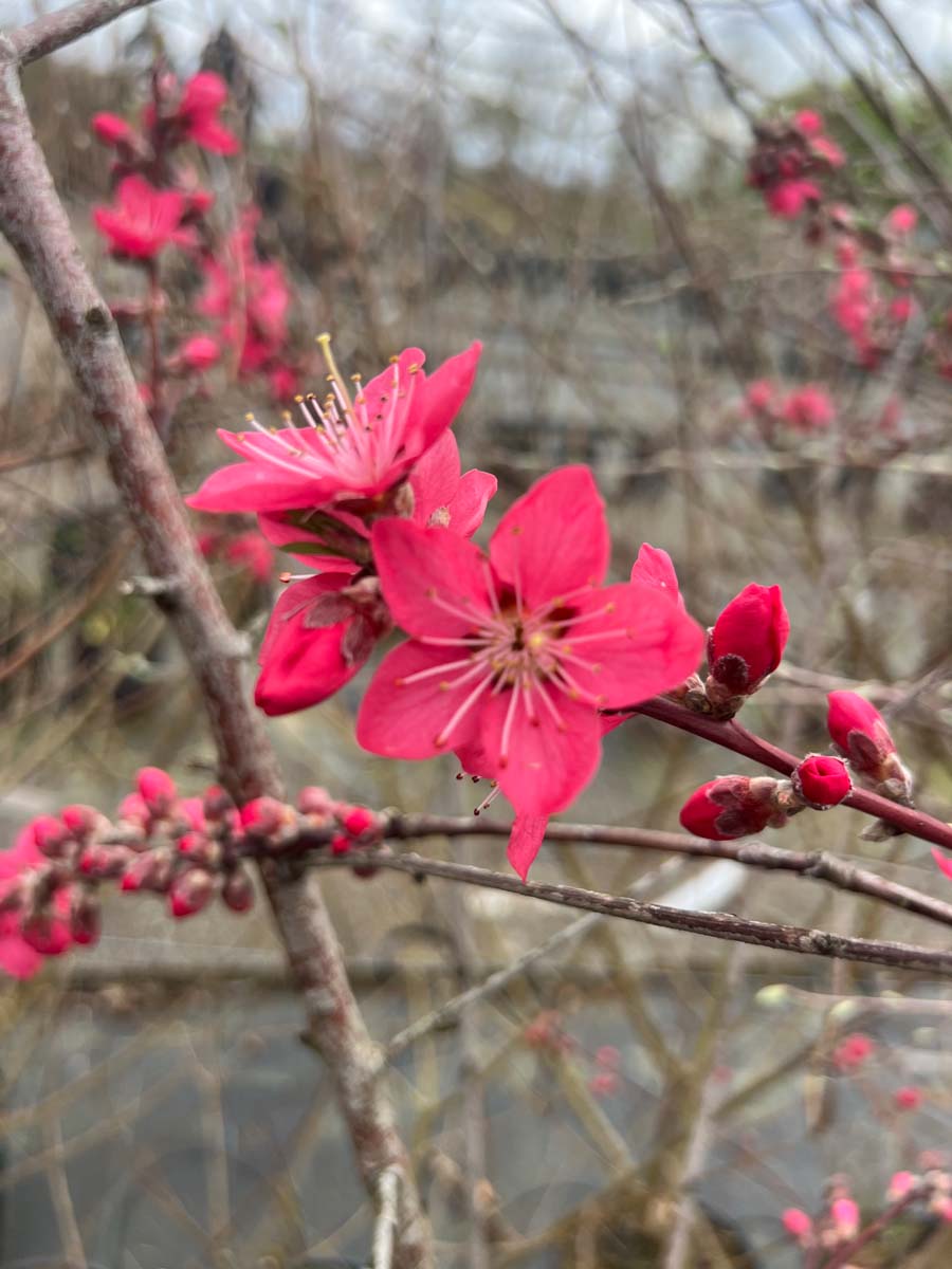 Prunus persica 'Champion' meerstammig / struik bloem