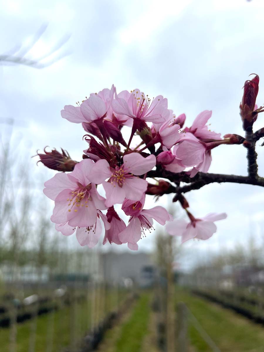 Prunus sargentii 'Rancho' op stam bloem