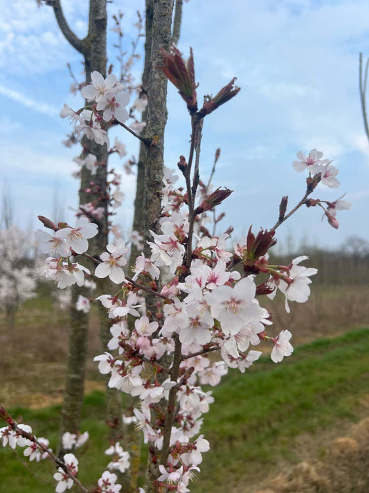 Prunus 'Spire' haagplant bloem