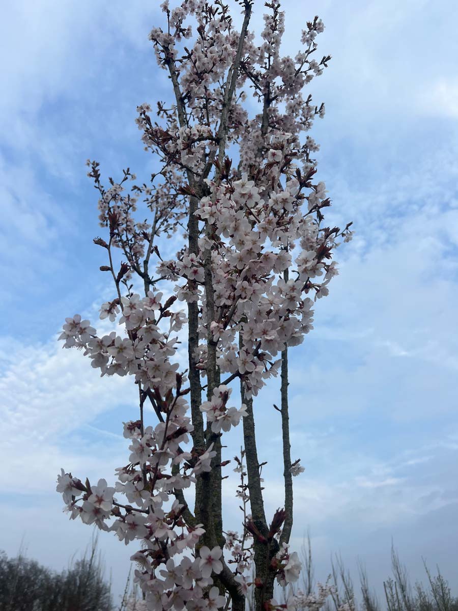 Prunus 'Spire' solitair kroon