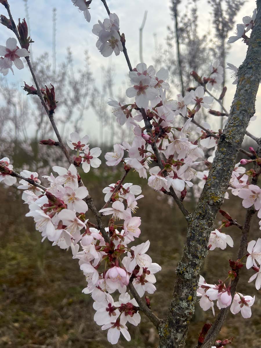 Prunus 'Spire' haagplant bloem