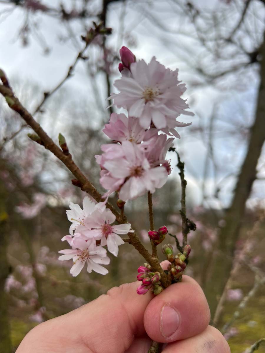 Prunus subhirtella 'Autumnalis Rosea' solitair bloem