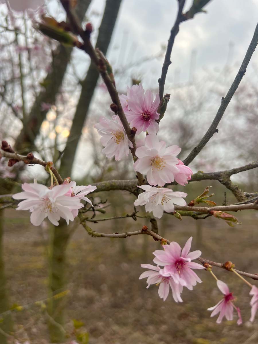 Prunus subhirtella 'Autumnalis' op stam bloem