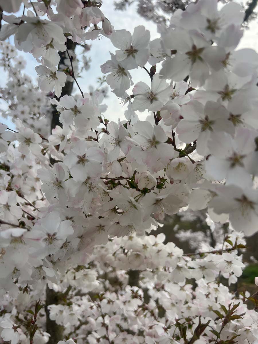 Prunus 'The Bride' solitair bloem