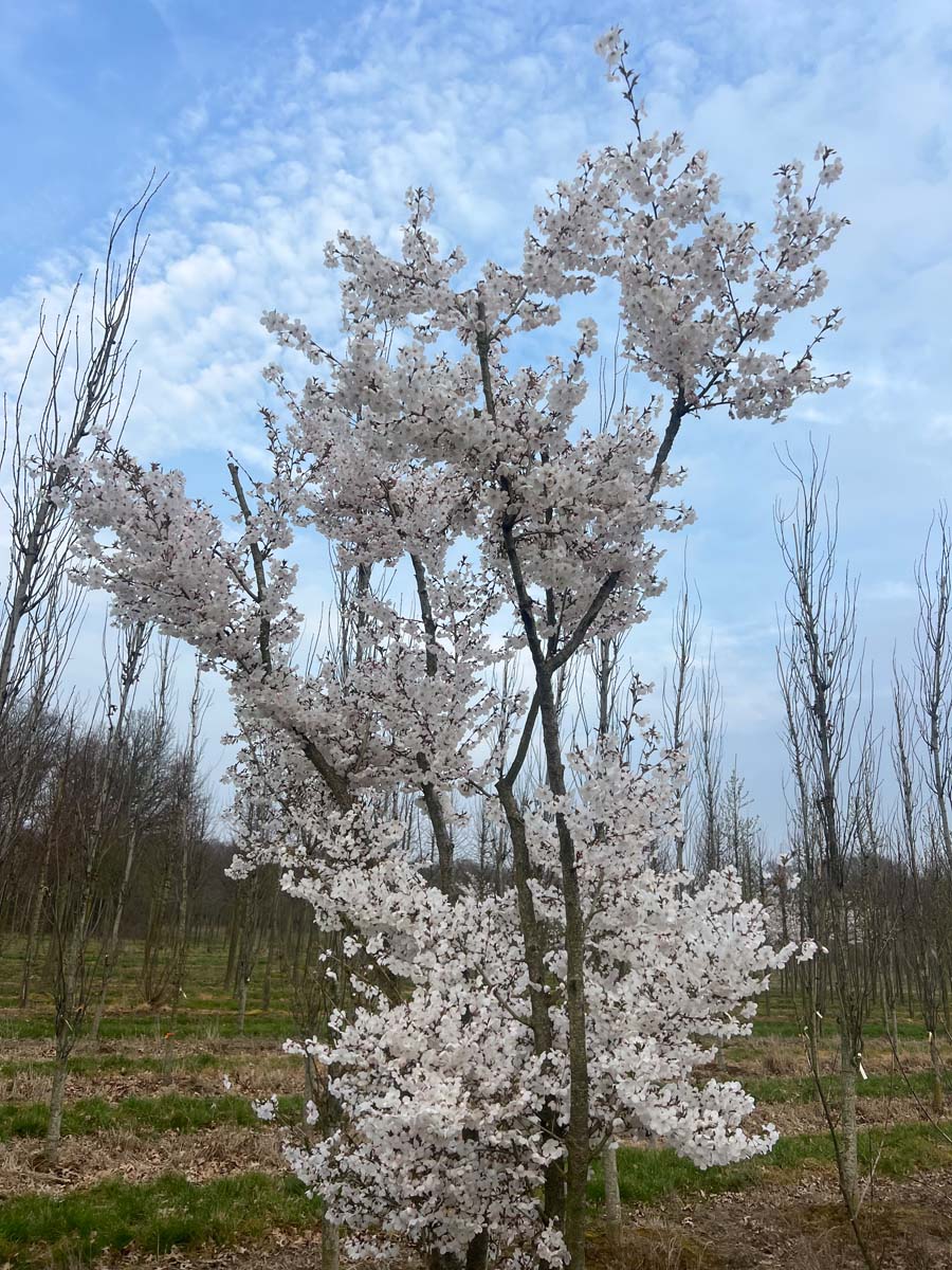 Prunus 'The Bride' meerstammig / struik bloem