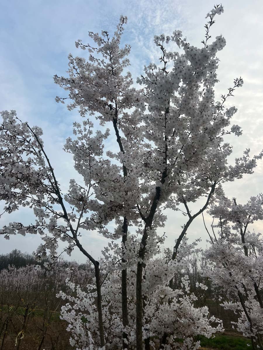 Prunus 'The Bride' solitair kroon