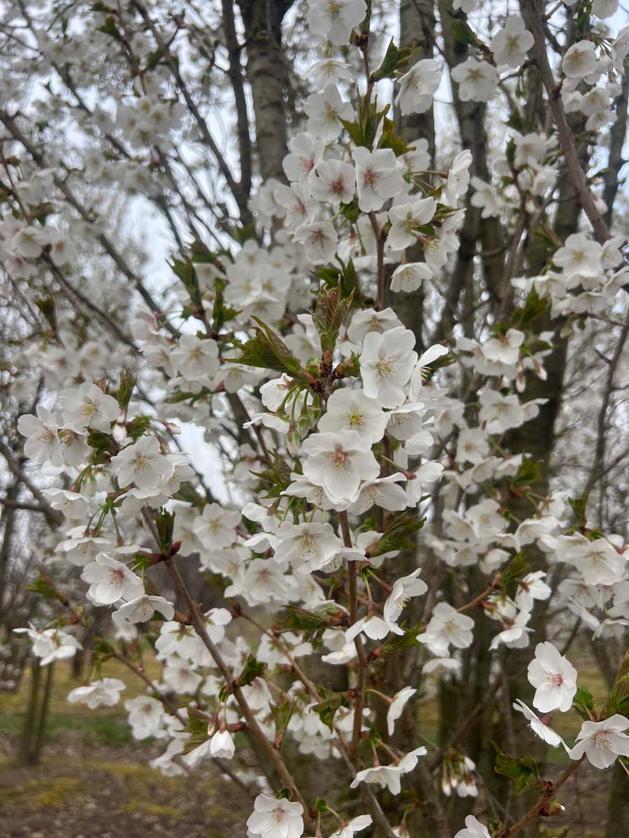 Prunus 'Umineko' leiboom bloesem