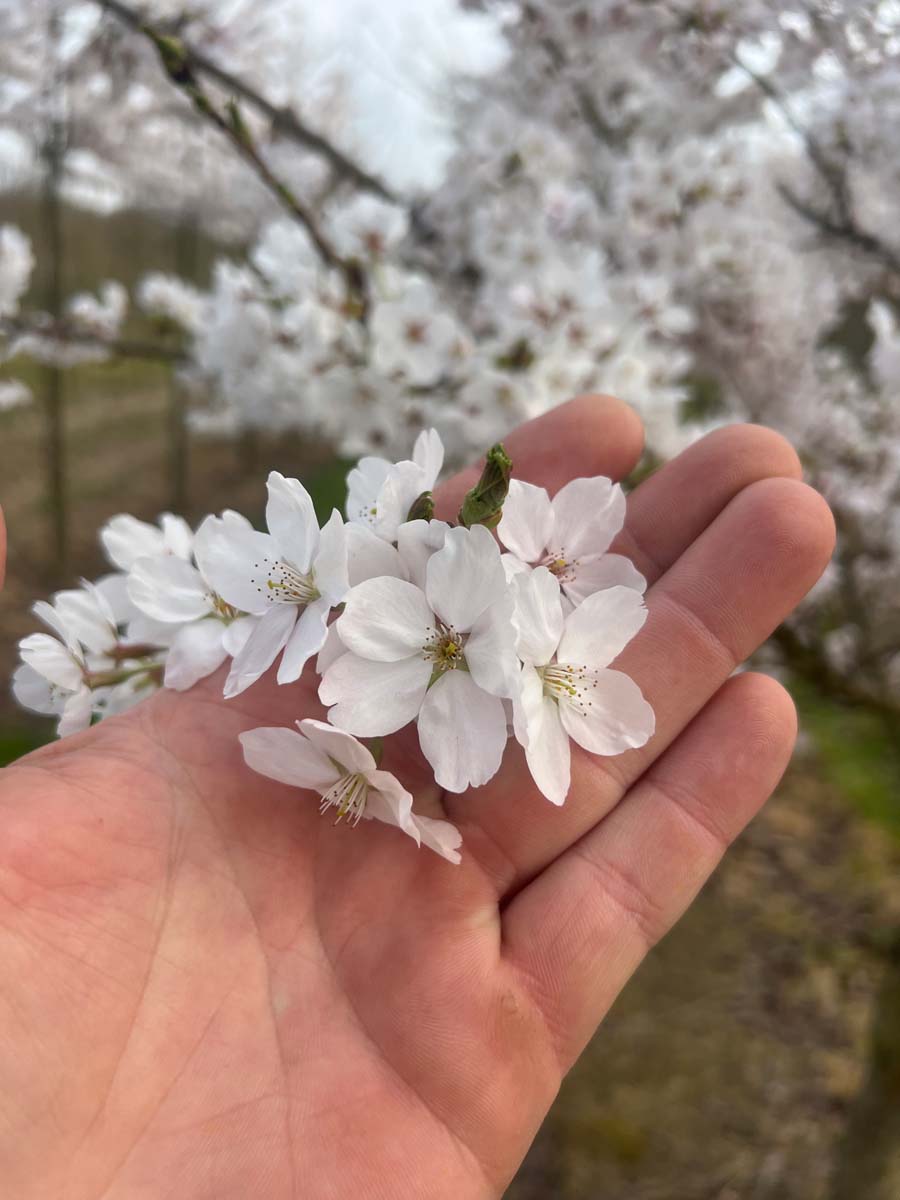 Prunus yedoensis solitair bloem