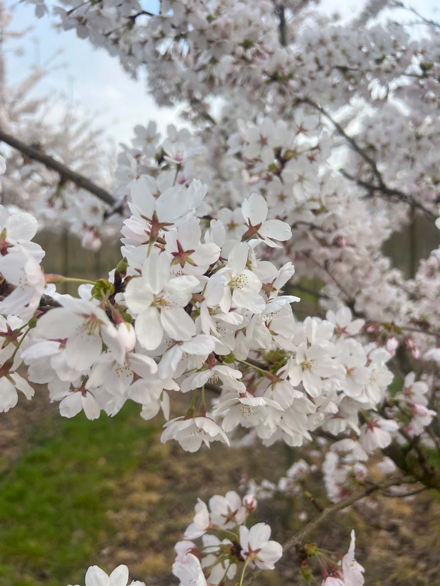 Prunus yedoensis Tuinplanten bloesem