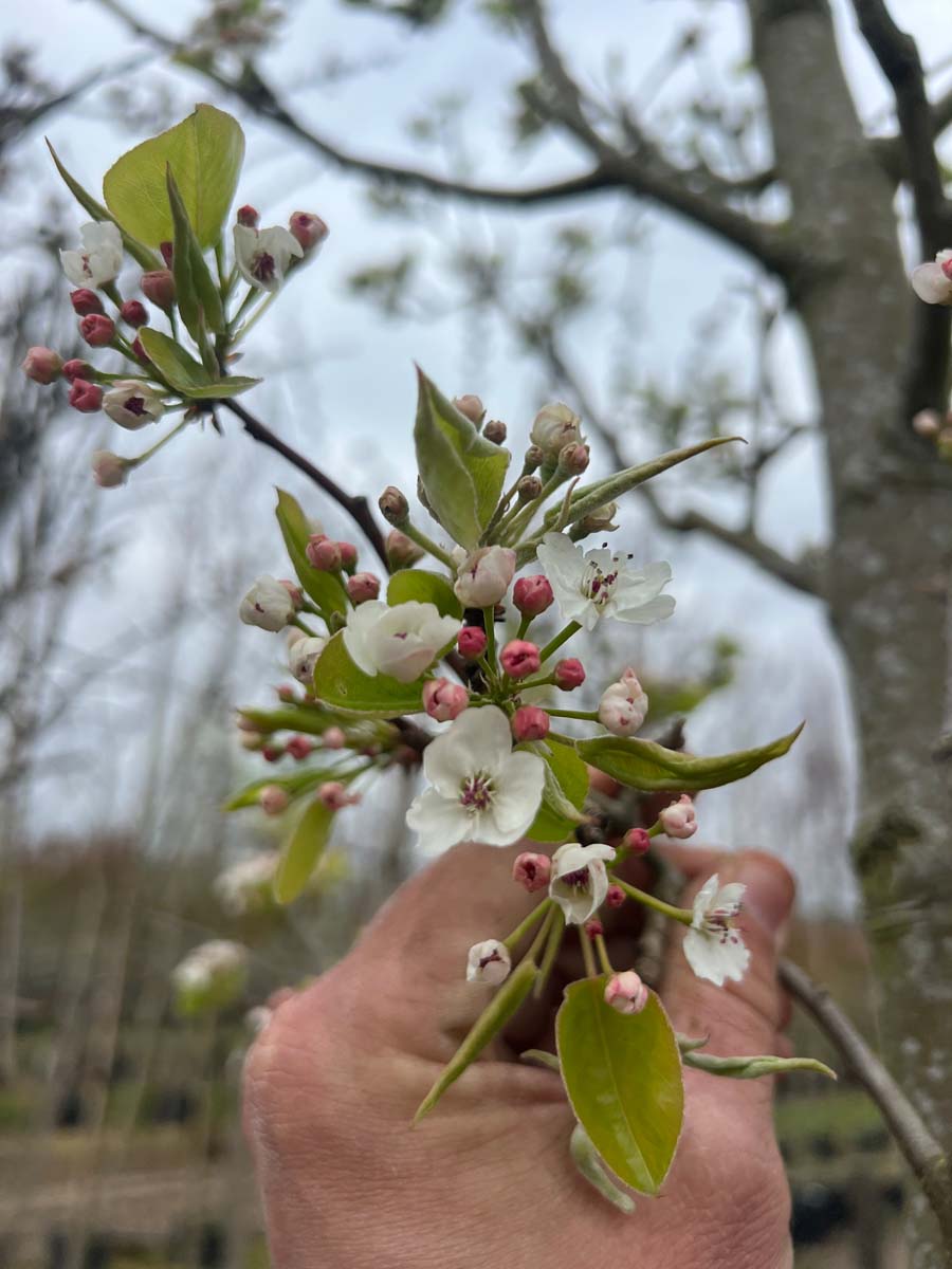 Pyrus calleryana 'Chanticleer' op stam bloem
