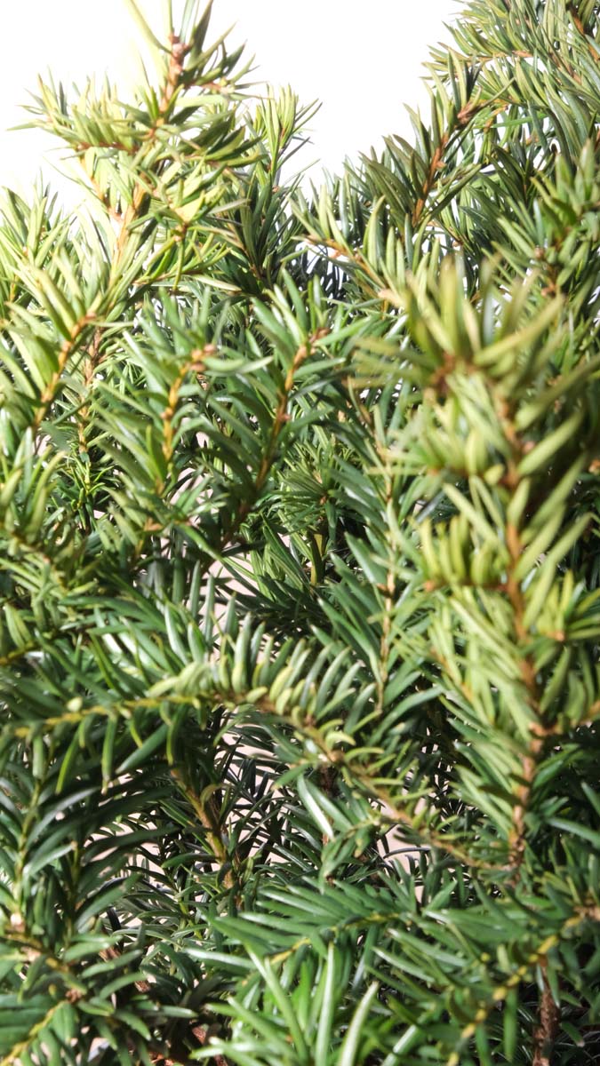 Taxus baccata 'Repandens' haagplant naald