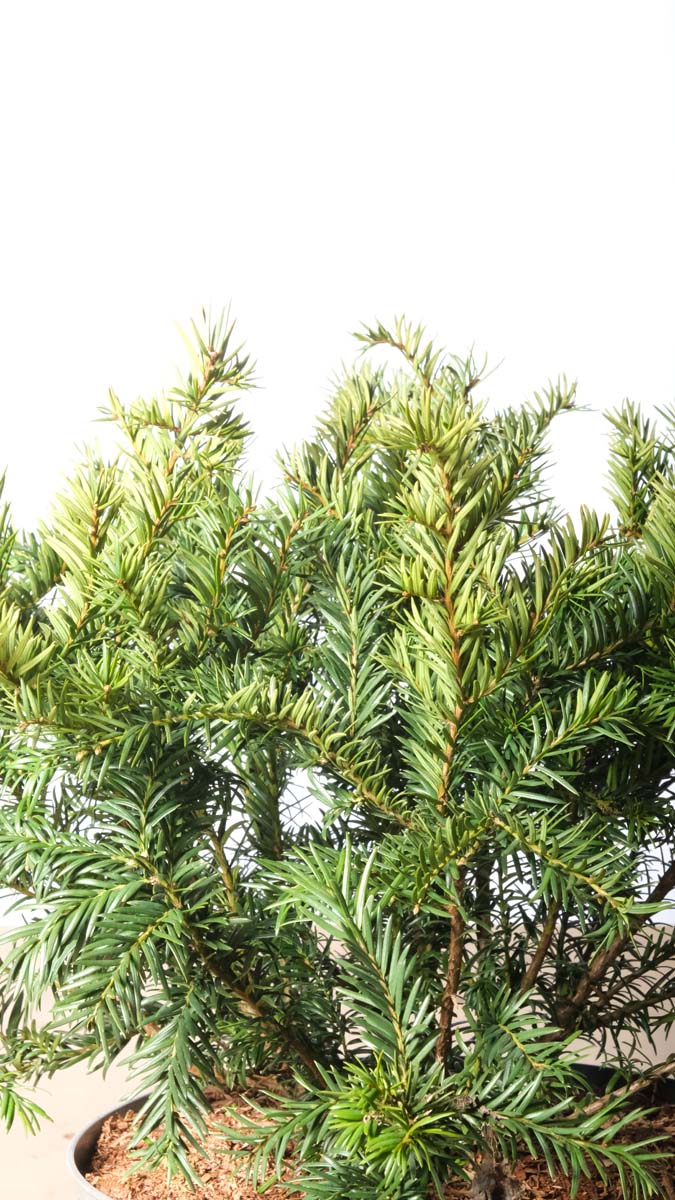 Taxus baccata 'Repandens' haagplant naald