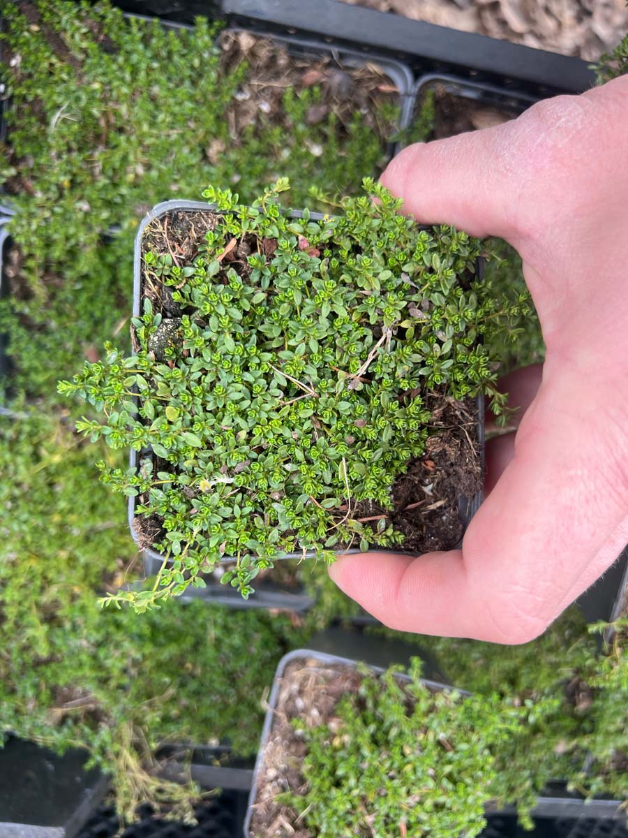 Thymus praecox P9